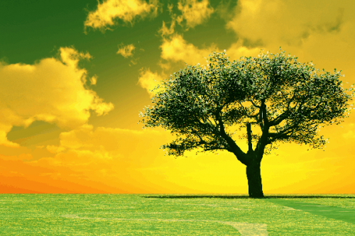 Trees and gardens