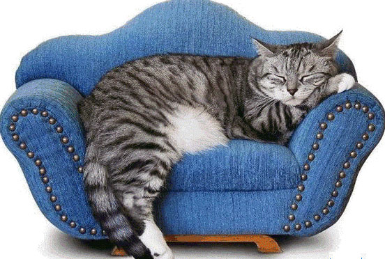Who does not like cats know expert in relaxation, good sleep and rest Furniture for pets on furniture 7th 